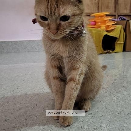 Photo 1/1 Taki Chat perdu à Bangalore