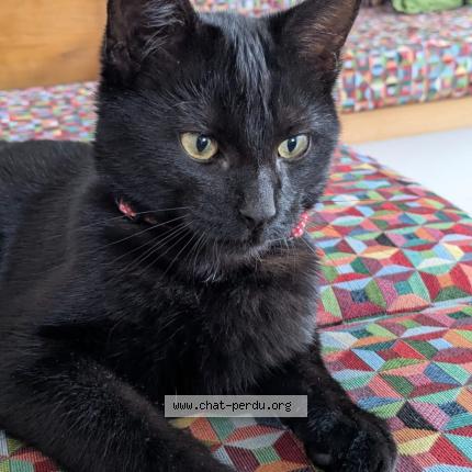 Photo 1/1 Pink Chat perdu à Le touvet