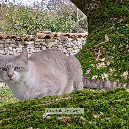 Photo 2/3 Bluedi Chat perdu à Ezanville