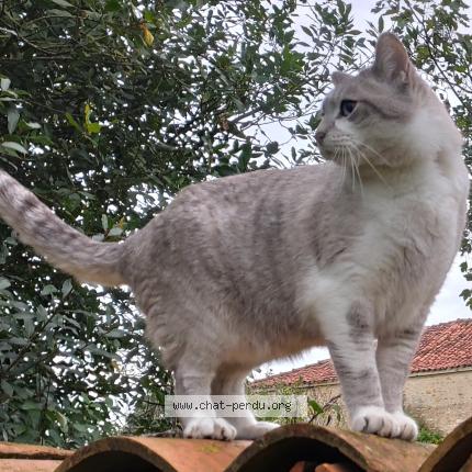 Photo 3/3 Bluedi Chat perdu à Ezanville