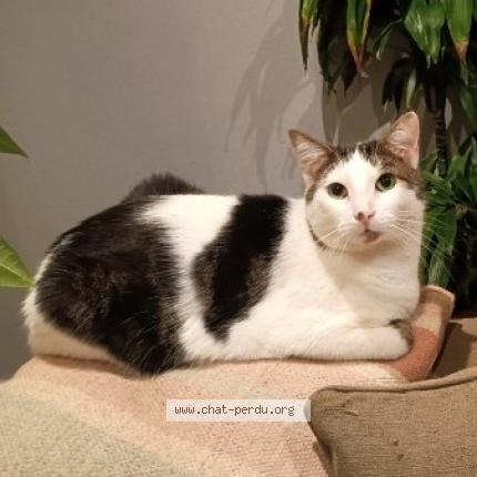 Photo 1/1 Shadow Chat perdu à Marlemont