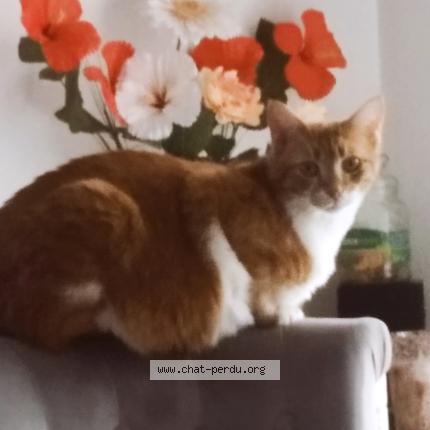 Photo 1/1 Titou Chat perdu à Tarbes