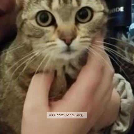 Photo 1/1 Alya Chat perdu à Prauthoy