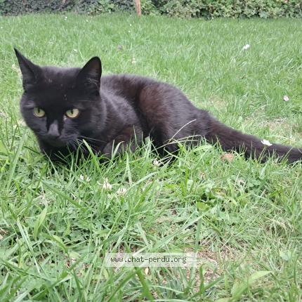 Photo 1/1 Jackie Chat perdu à Uccle