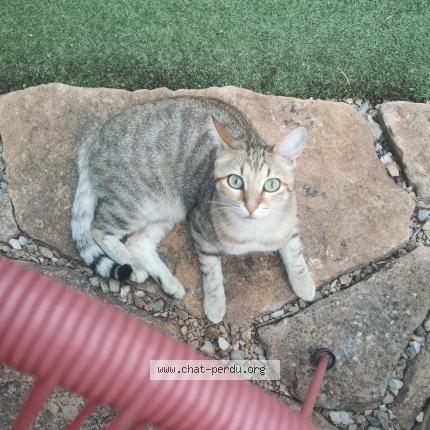 Photo 1/1 BERETTA Chat perdu à Saint didier au mont d or