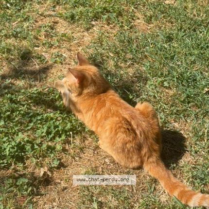 Photo 1/1 Chat trouvé Trouvé à Sainte anastasie sur issole