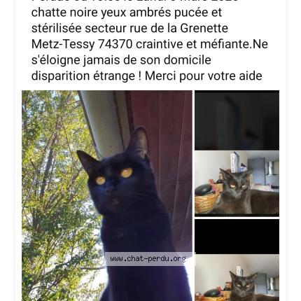 Photo 1/1 Sioux Chat perdu à Epagny metz tessy