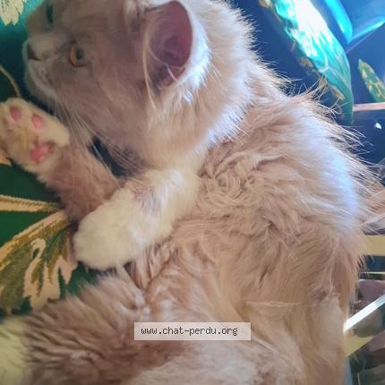 Photo 1/2 Baloo Chat perdu à Montmorency