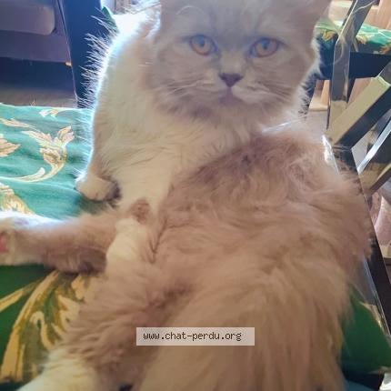 Photo 2/2 Baloo Chat perdu à Montmorency