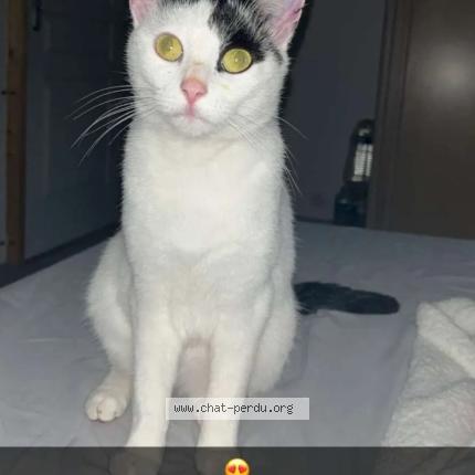 Photo 1/1 Chipie ou chipoune Chat perdu à Forbach