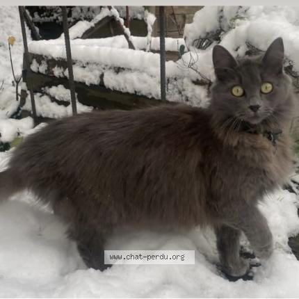 Photo 1/1 Seiko Chat perdu à Luxeuil les bains