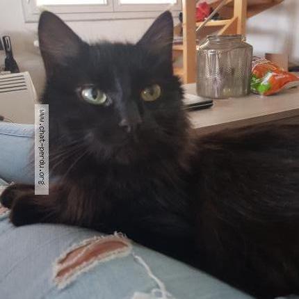 Photo 1/3 Rossi Chat perdu à St gildas des bois