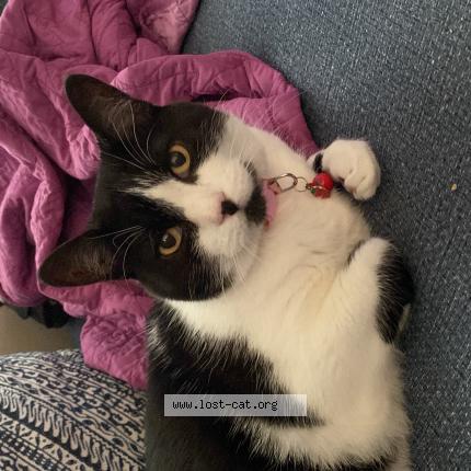 Photo 1/1 Dez Chat perdu à Round rock