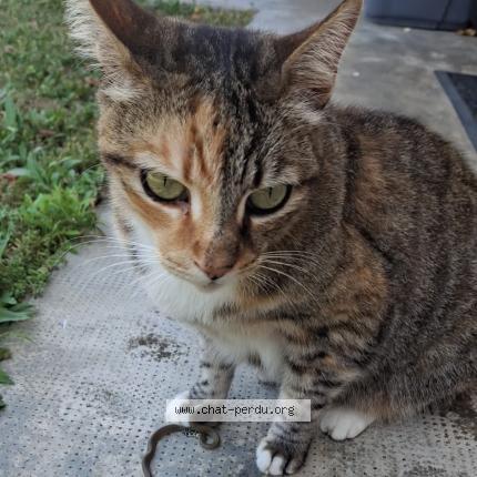 Photo 1/1 Chat retrouvé Perdu à Denat