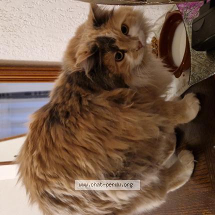 Photo 1/1 LILOU Chat perdu à Le barcares