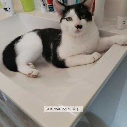 Photo 1/1 Chat retrouvé Perdu à 22690 Pleudihen Sur Rance