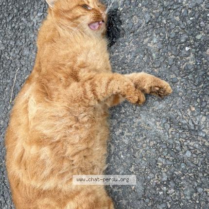 Photo 1/1 Chat trouvé Trouvé à Champtoce sur loire