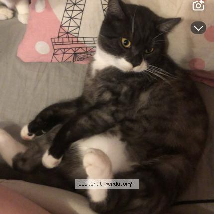 Photo 1/1 Simba Chat perdu à Renaix