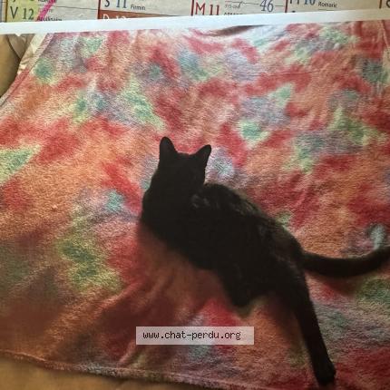 Photo 1/2 MINETTE Chat perdu à Saint lambert des bois