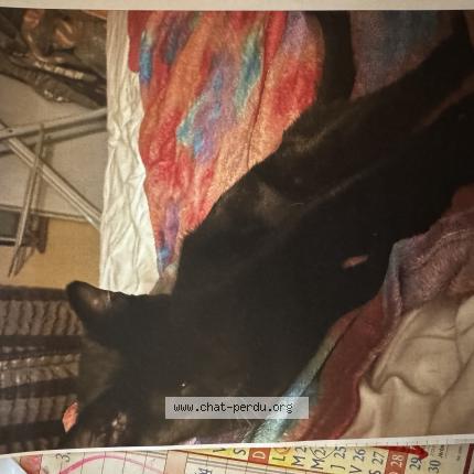 Photo 2/2 MINETTE Chat perdu à Saint lambert des bois