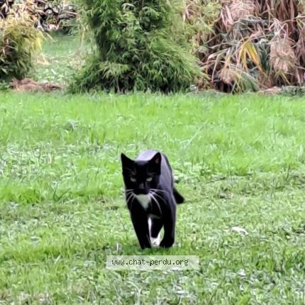 Photo 1/1 YOSHI Chat perdu à Gaillac