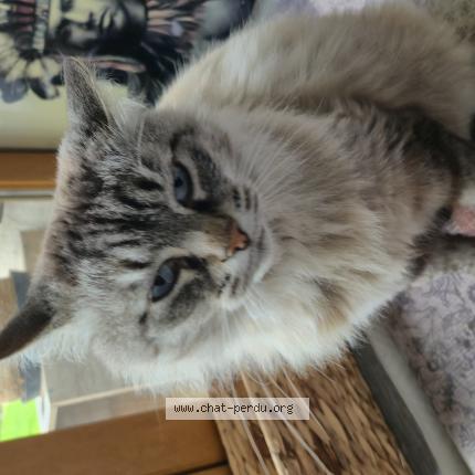 Photo 1/1 Chat trouvé Trouvé à St quentin sur isere