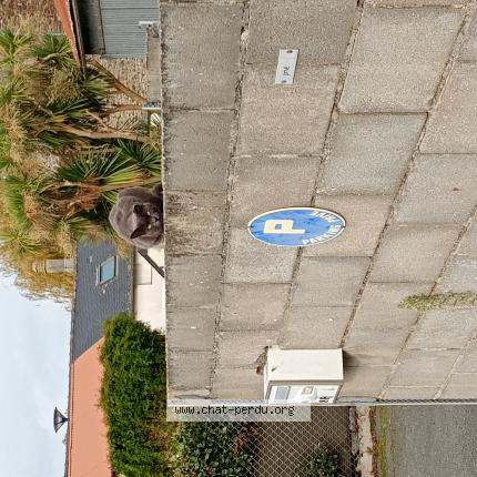 Photo 1/1 Chat trouvé Trouvé à Saint benoit des ondes