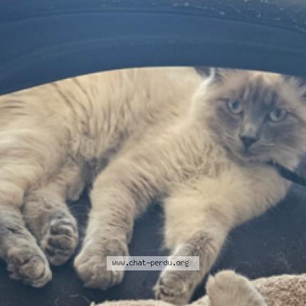 Photo 1/1 Azymondias Chat perdu à Richemont