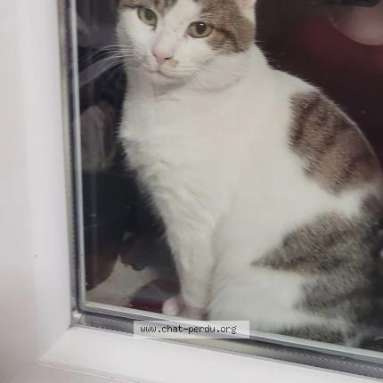 Photo 1/1 Chat trouvé Trouvé à Sivry courtry