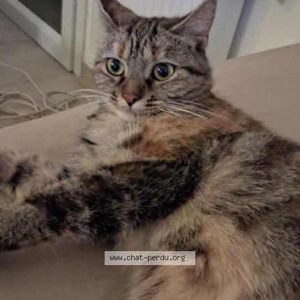 Photo 1/1 Aria Chat perdu à Contres