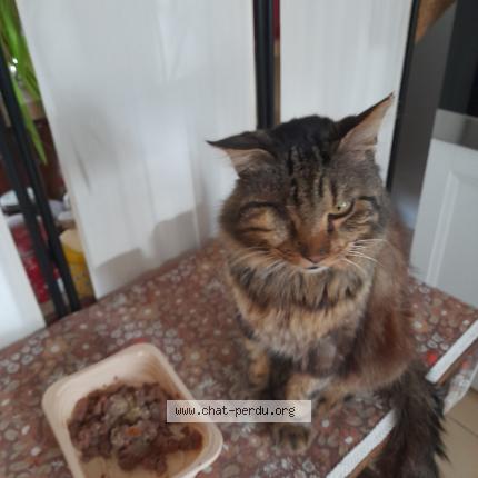 Photo 1/1 Chat retrouvé Perdu à Tarbes