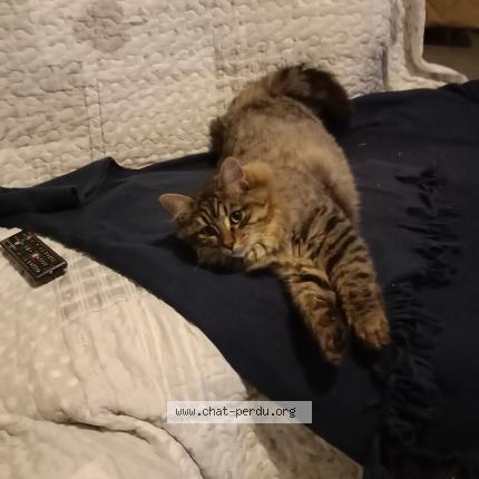 Photo 1/1 Vadrouille Chat perdu à Guerigny