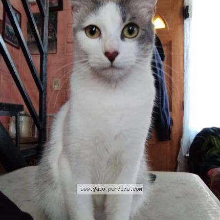 Photo 1/1 Kitty Chat perdu à Santiago