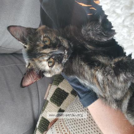 Photo 1/1 Moka Chat perdu à Toulouse
