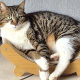 Photo de chat perdu à Laloubere