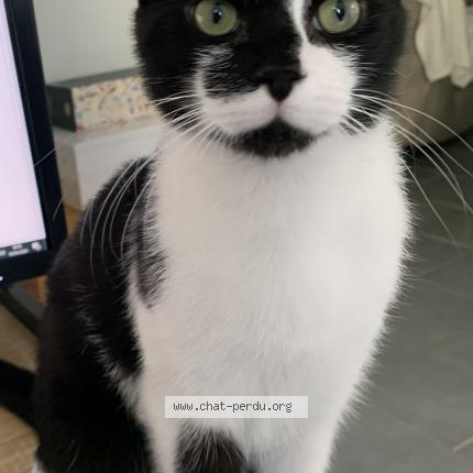 Photo 1/1 Micha Chat perdu à Herouville en vexin