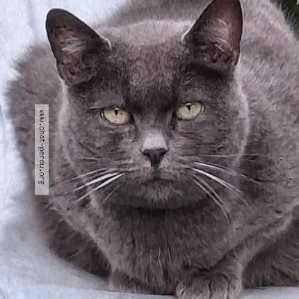 Photo 1/1 Chat trouvé Trouvé à Saint germain sur morin