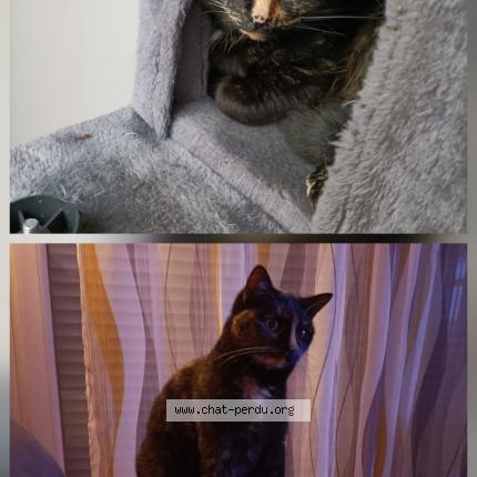 Photo de chat perdu à Nancy