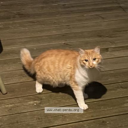 Photo 1/1 Chat trouvé Trouvé à La tronche
