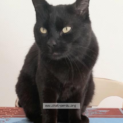 Photo 1/1 Winston Chat perdu à Bronvaux