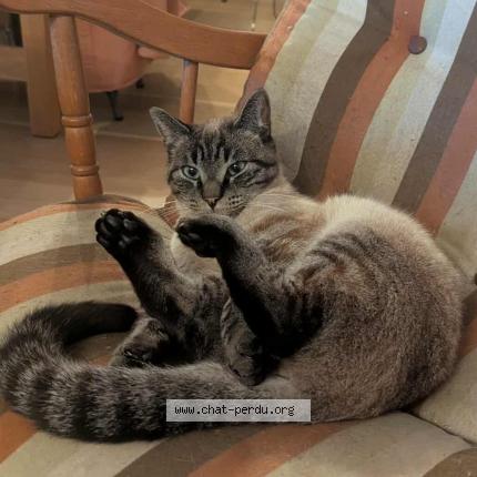 Photo 1/1 Cod&eacute;ine Chat perdu à Sceaux d anjou