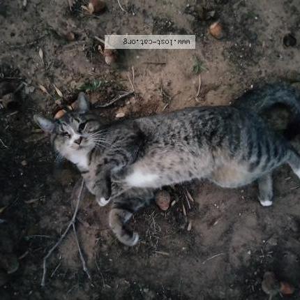 Photo 1/1 Chat trouvé Trouvé à Arlington