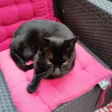 Photo de chat perdu à Saint Coulomb