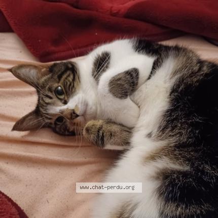 Photo 1/1 Harvey Chat perdu à Bourg la reine