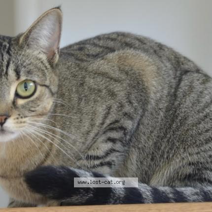 Photo 1/1 Auggie Chat perdu à Richmond