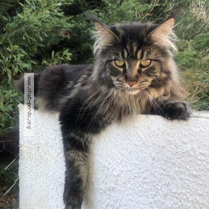 Photo 1/1 Chat retrouvé Perdu à Lucon