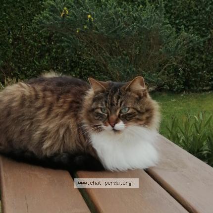 Photo 1/1 Pooki Chat perdu à Plounevez lochrist