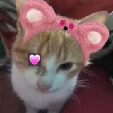 Photo de chat perdu à Paraguay