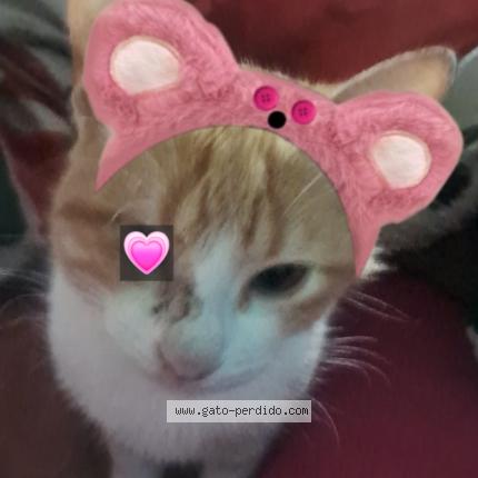 Photo 1/1 Mila Chat perdu à Paraguay