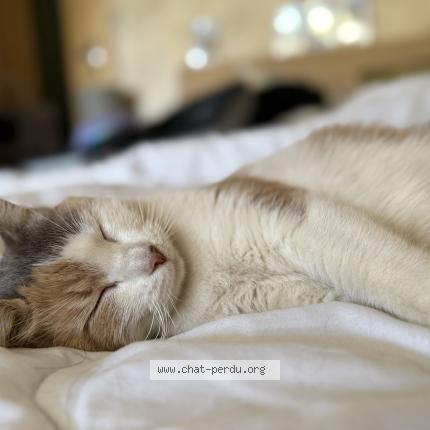 Photo 2/2 Biscotte Chat perdu à Borderes